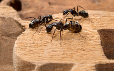 Early risers: Why am I seeing big ants inside?