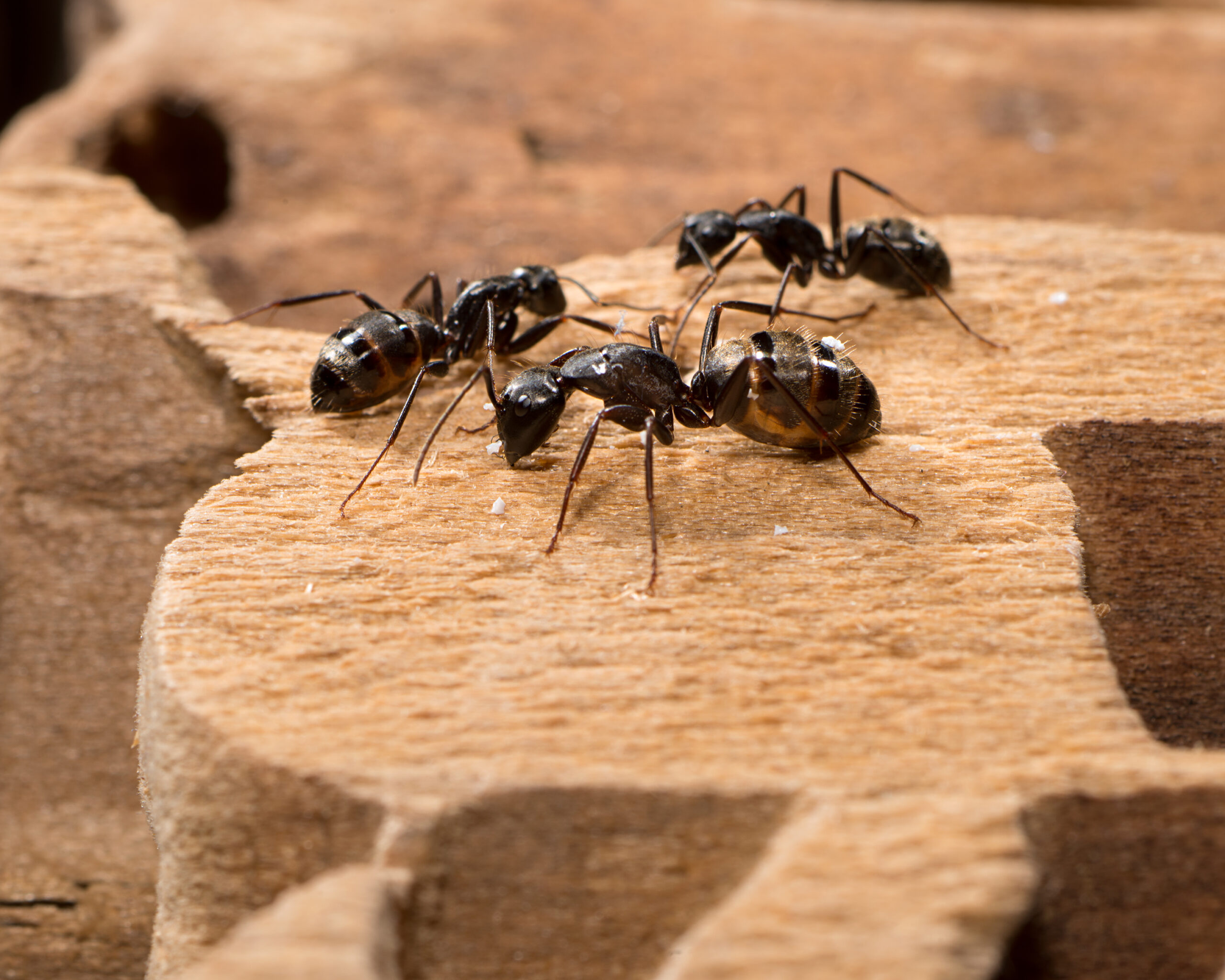 Early risers: Why are there big ants in my home?