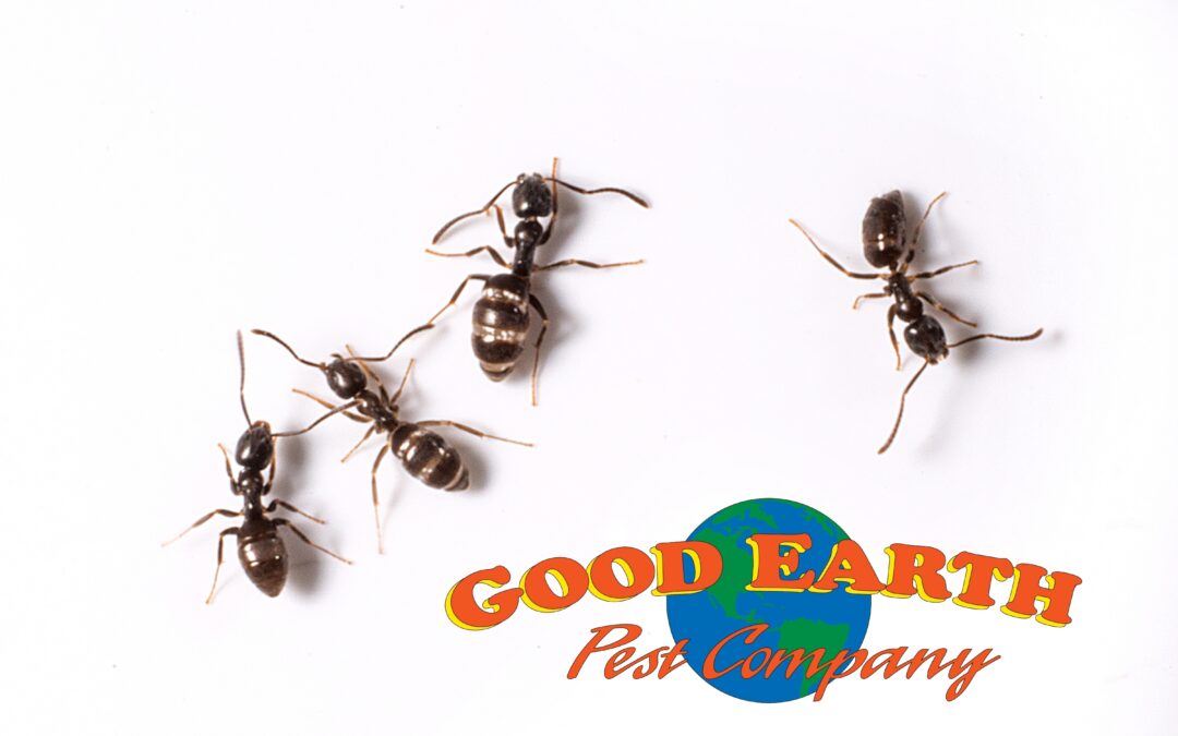 Sugar Ants: Oregon’s #1 Pest!