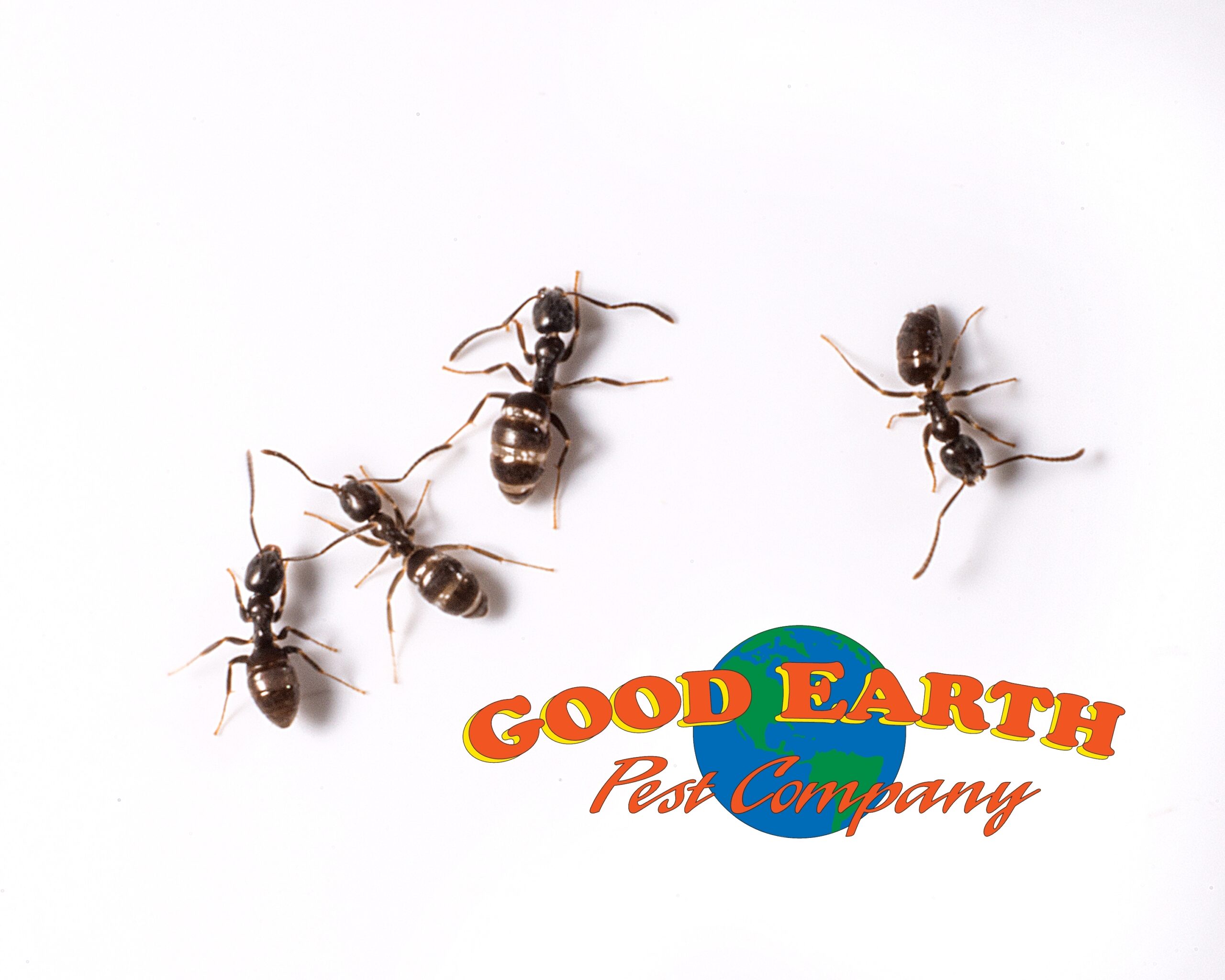 Sugar Ants Oregon's 1 Pest! • Good Earth Pest Company