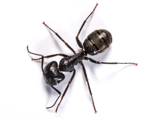 A single large carpenter ant