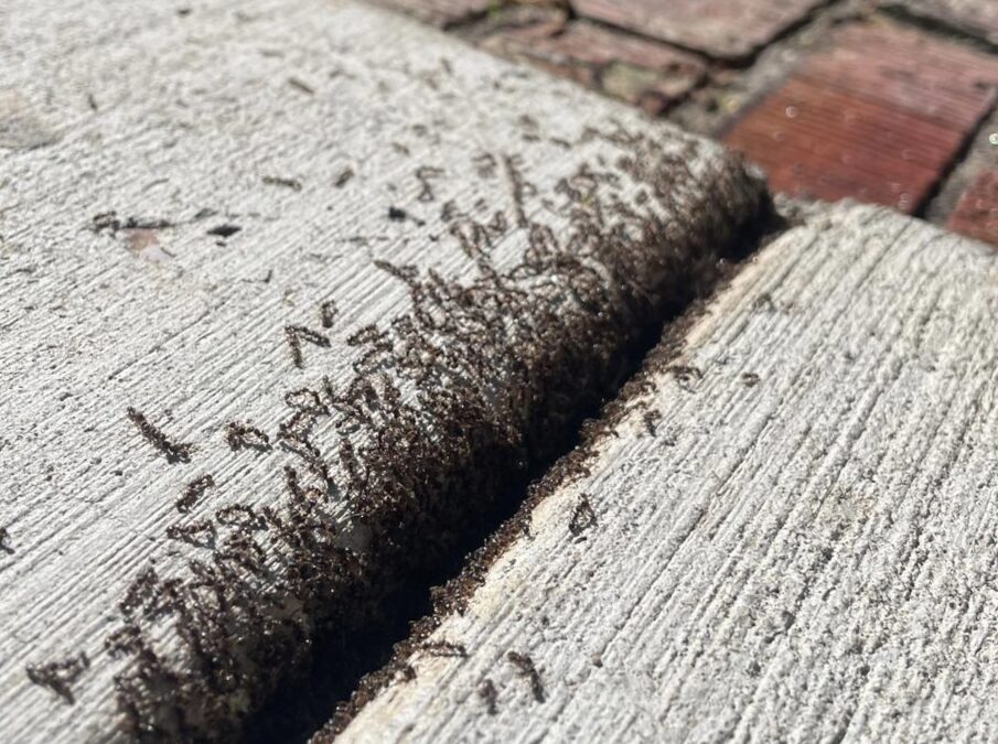 Pavement ants coming out of a crack