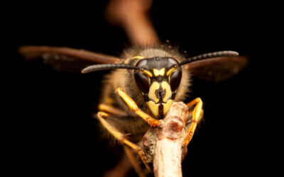 Wasps…what are they good for?