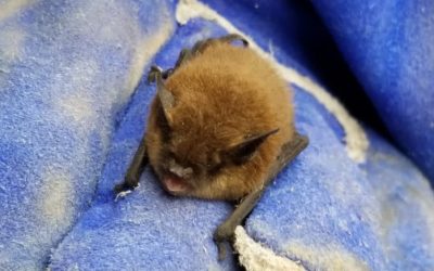 How Easy Is It to Get Rabies from a Bat? A Guide to Bat Encounters, Rabies Risk, and What to Do Next