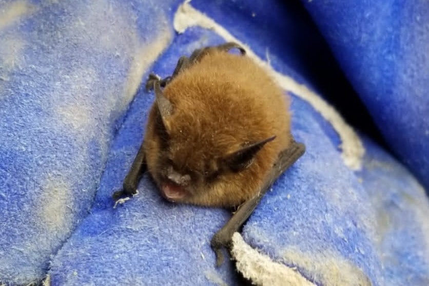 A small brown bat rests in a blue gloved hand, its fur soft and ears alert.