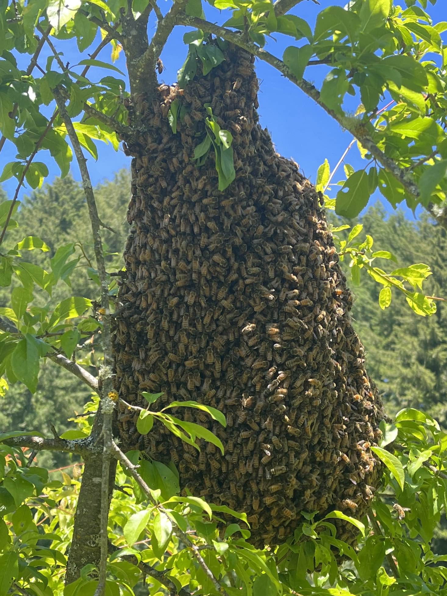 Large swarm of honeybees clustered around a tree branch among green leaves.
