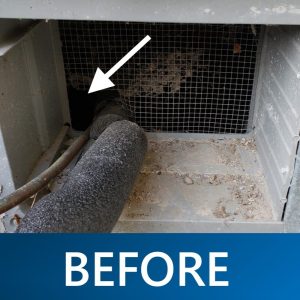 A photo showing a foundation vent with conduit running through it. The screen is compromised and is allowing rodent entry.
