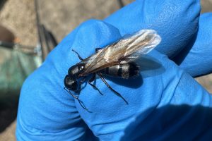 A winged queen ant rests in the gloved hand of a pest control technician.