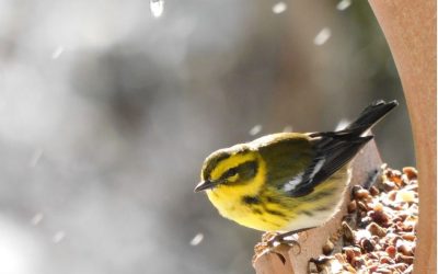 Can Bird Feeders Attract Rats? How to Feed Birds Without Inviting Rodents