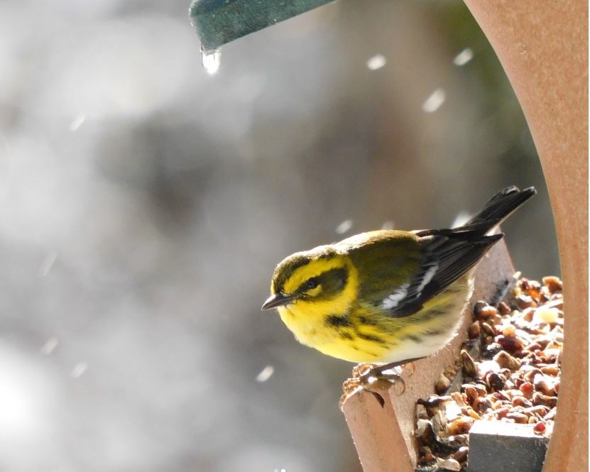 A little bird, Townsend's Warbler, is feeding at a bird feeder.