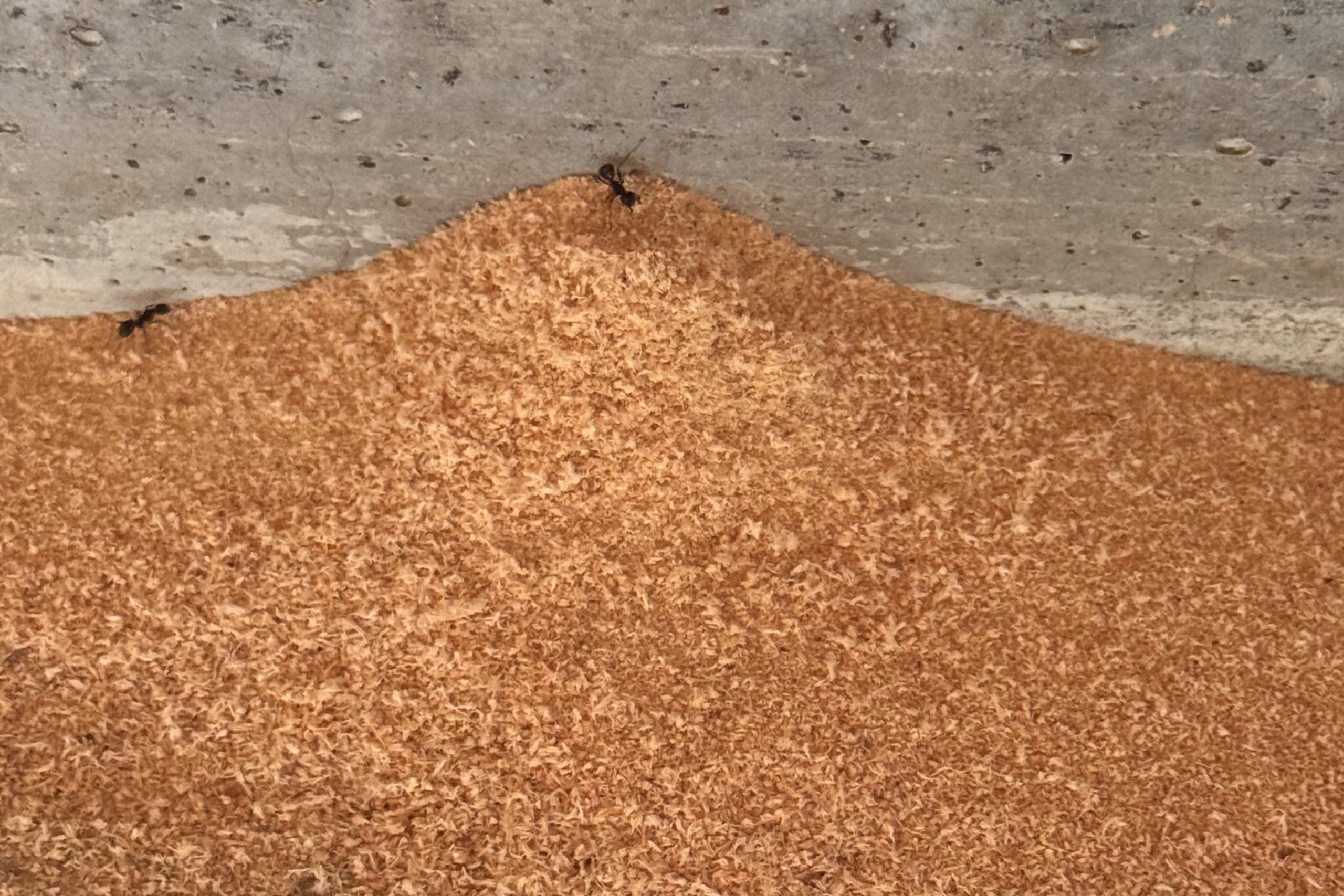 Carpenter ants on a large pile of wood shavings beside a concrete wall.