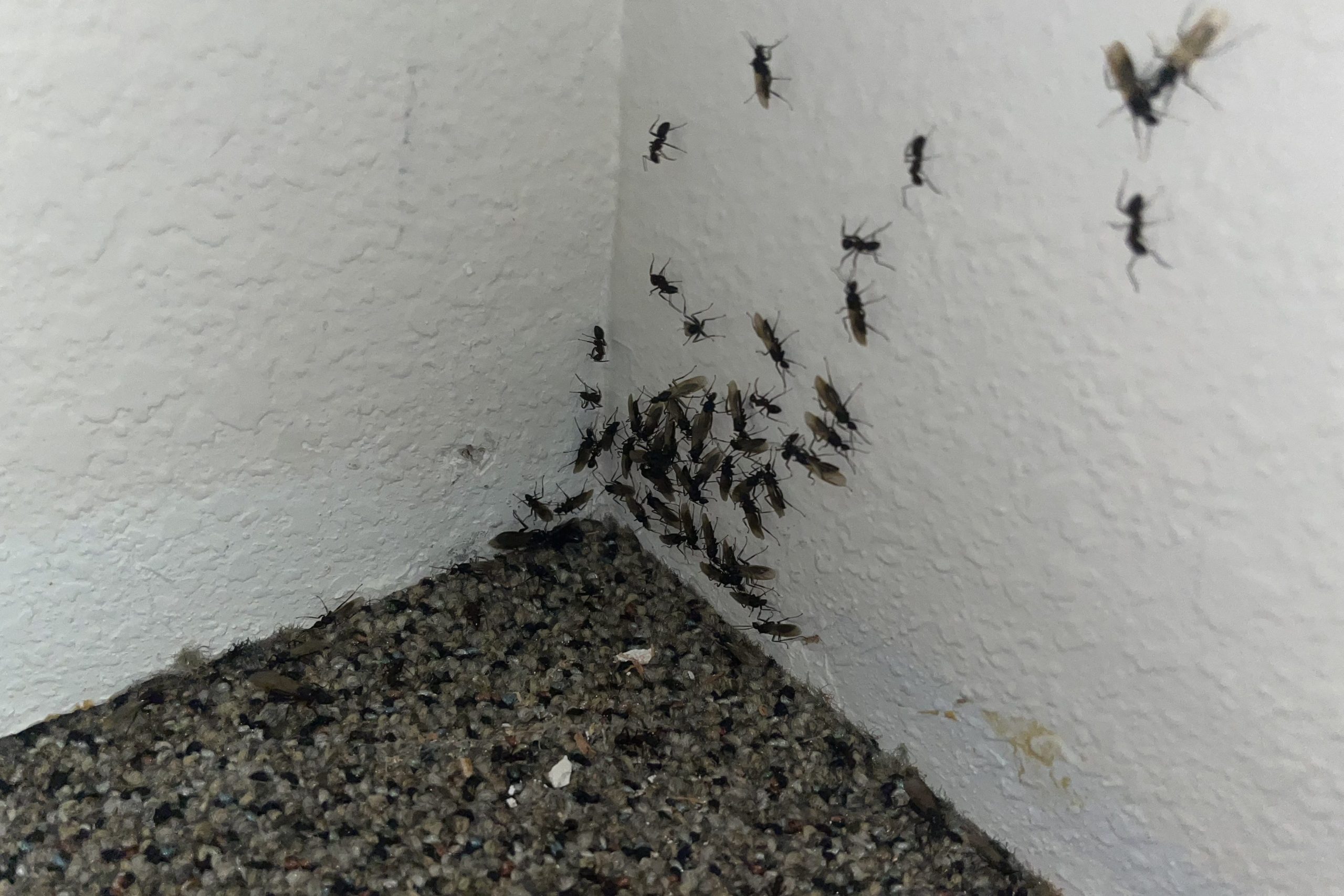 Winged carpenter ants clustering in an interior wall corner above the carpet.