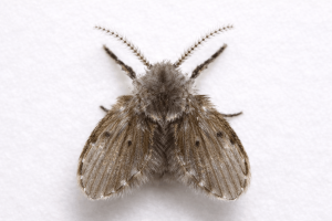 Top-down macro image of a drain fly with fuzzy body and tent-like wings