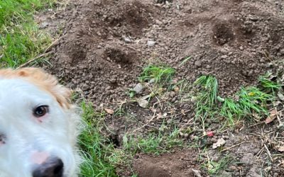 Protect Your Summer Garden From Gophers