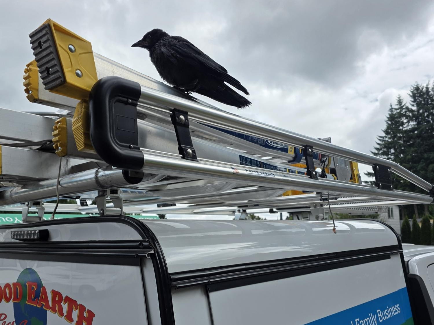 Black crow perched on an extension ladder mounted atop a Good Earth Pest Company service truck.