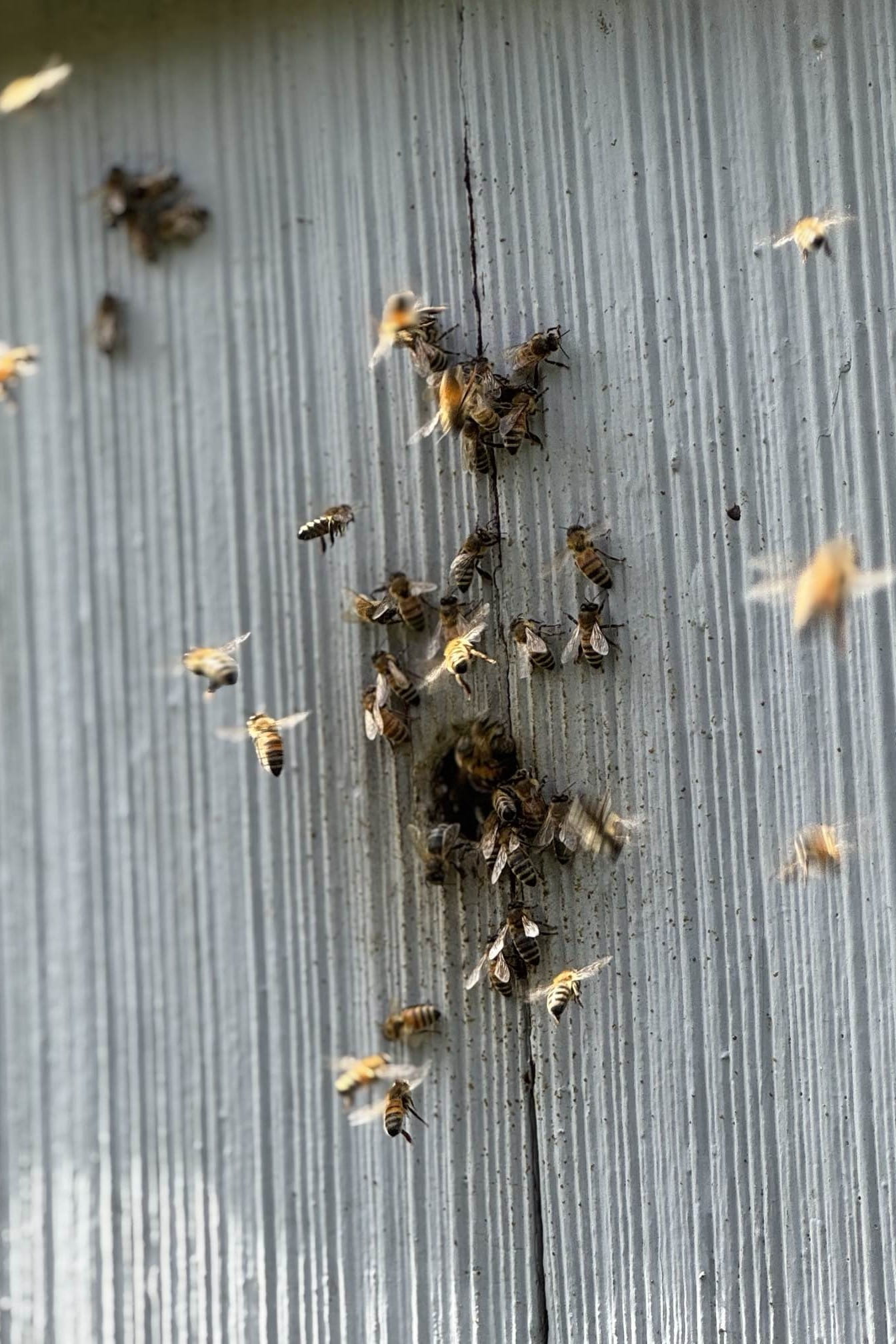 Honeybees flying and gathering around a small opening along a seam in gray exterior siding.