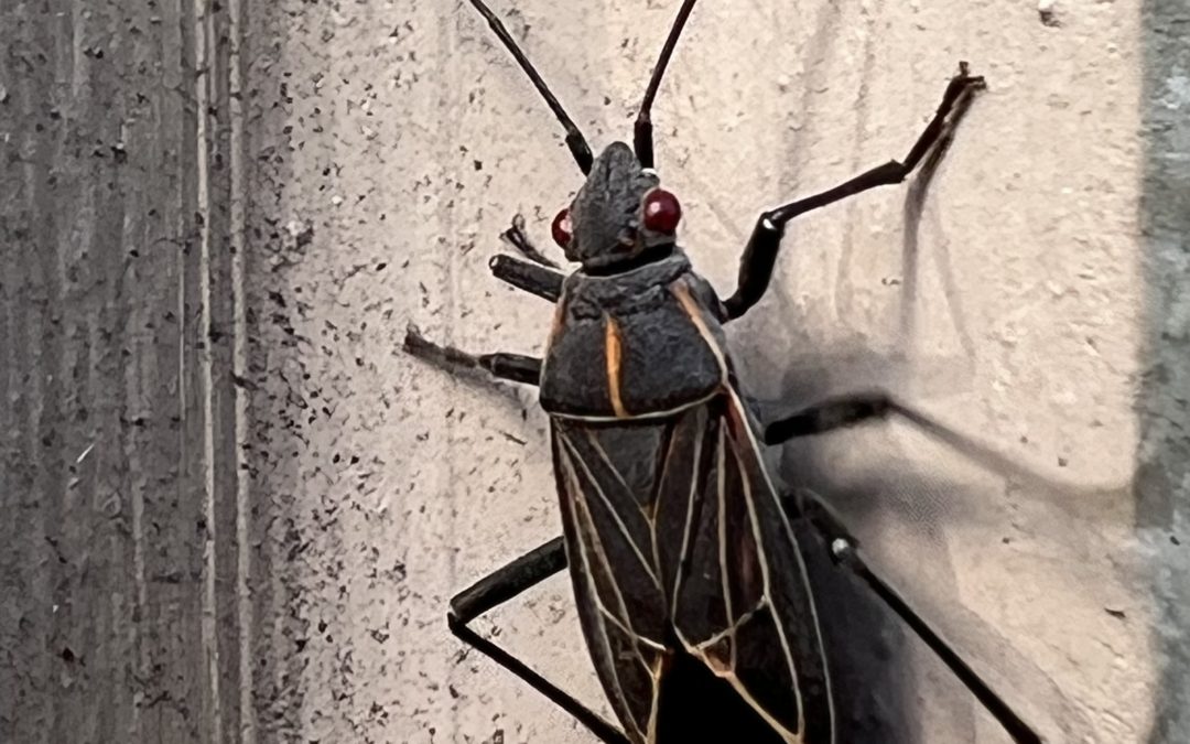 A single Box Elder Bug on the exterior of an Oregon home.