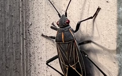 Banishing Box Elder Bugs: Strategies for Control