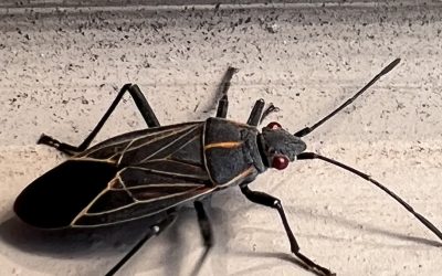 Banishing Box Elder Bugs: Strategies for Control