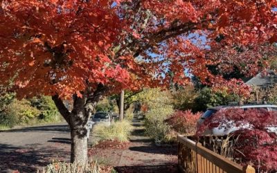 Fall Pest Control Tips: Preparing Your Property Before the Rain Arrives