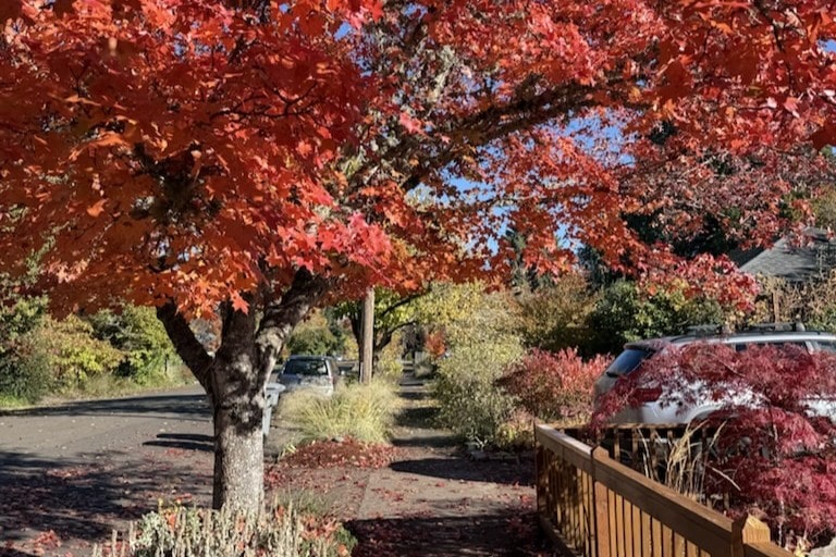 A vibrant autumn street scene with a tree full of bright red leaves arching over a sidewalk and parked cars.