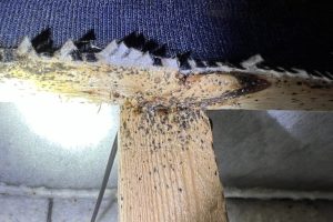 Bed bug fecal spotting and harborages on wooden bed frame under fabric edge