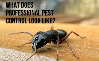 I called Good Earth to take care of my pest problem. What Can I Expect?