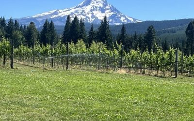 What Are the Most Common Pests in Wineries?
