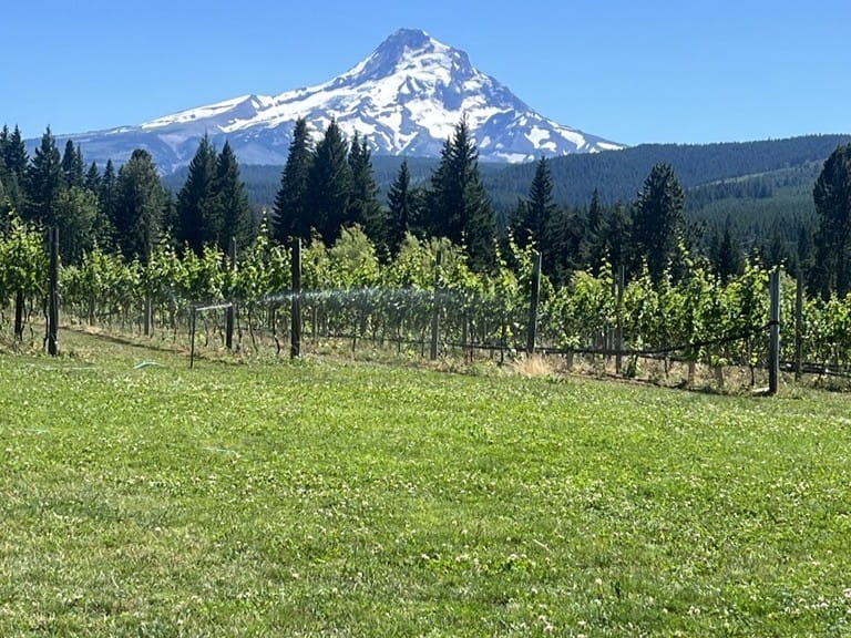 Vineyard in Oregon with Mount Hood in the background on a clear summer day