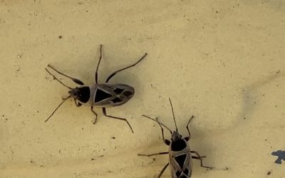 Mediterranean Seed Bugs: What are they and why are they on my house?