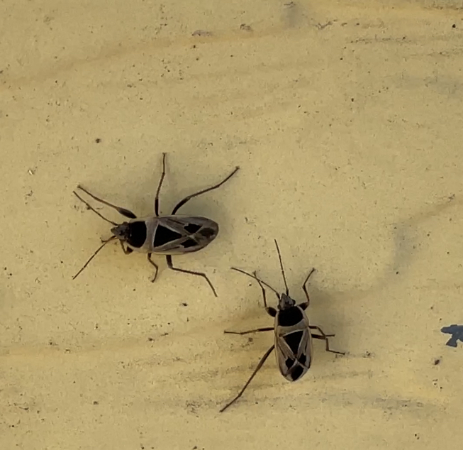Two Mediterranean seed bugs on the exterior of a home.