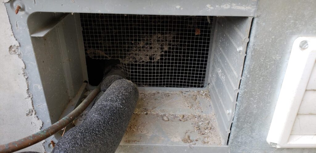 A foundation vent where rats were entering a home into the subarea.