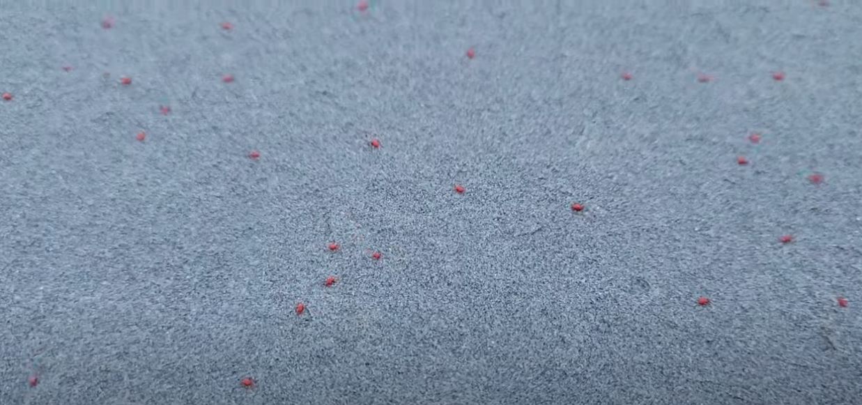 Red clover mites covering a patio.