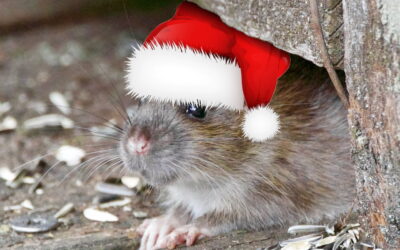 Tis the Season of Rodents