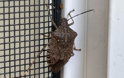 How to handle Box Elder Bugs and Stink Bugs