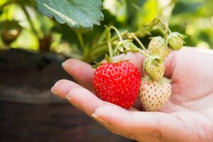 Person holding strawberries