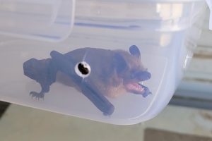A small bat showing its teeth inside a ventilated plastic container.
