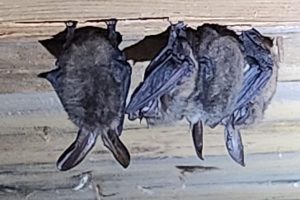 A group of small brown bats roosting upside down beneath wooden siding.