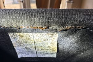 Heavy bed bug infestation along a seam with visible bugs, shed skins, and fecal spotting