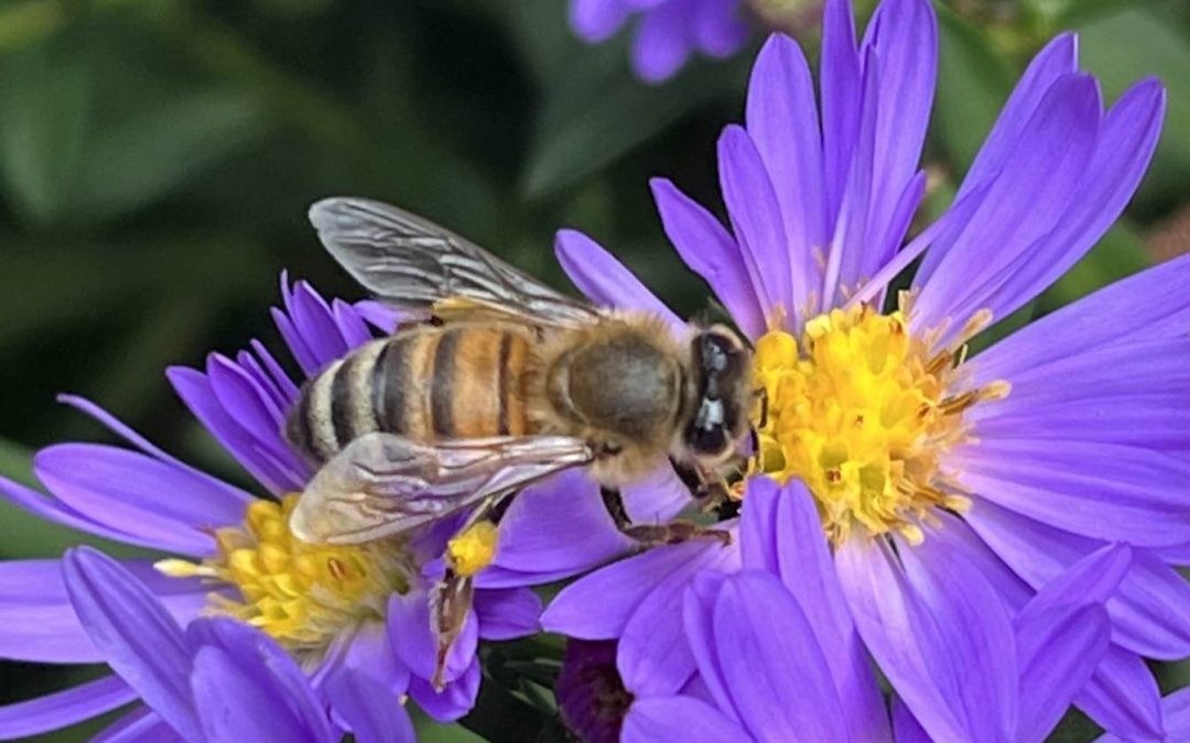 A close-up of a honey bee collecting nectar from the yellow center of a vibrant purple flower.