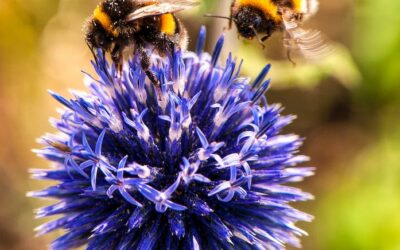 Top 5 Pollinators – Bee Edition!