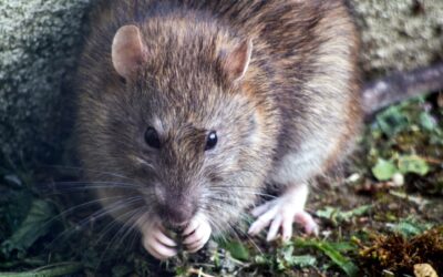 Beyond the Cheese: Innovative Baits for Successful Rodent Trapping