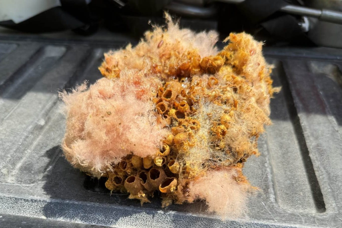 Exposed bumblebee nest with irregular wax cells surrounded by pink fiberglass insulation.