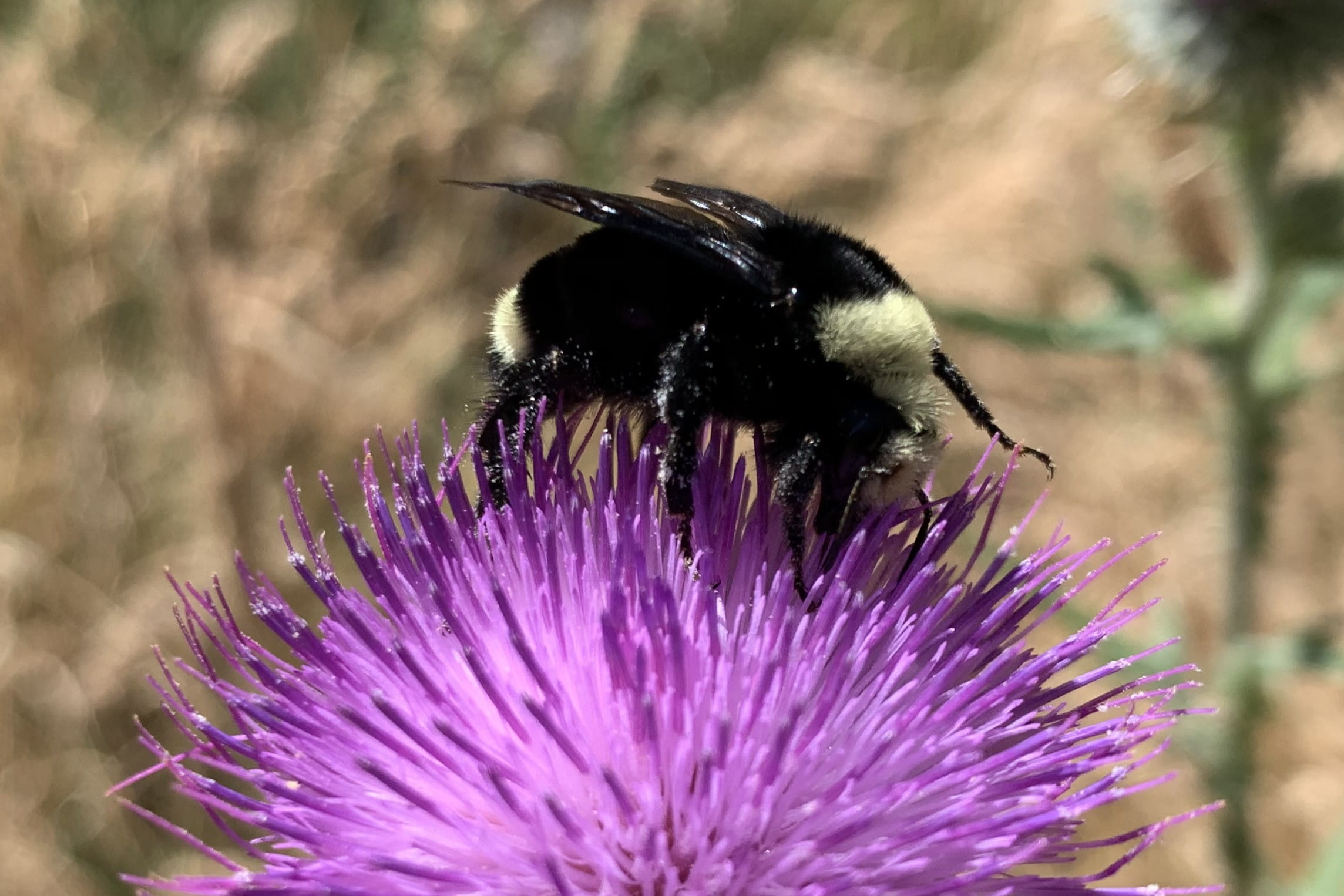 Close-up of a fuzzy black bumblebee with pale yellow markings visiting a purple thistle flower.