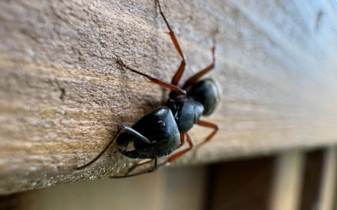 Black carpenter ant with reddish-brown legs on a weathered wood surface.
