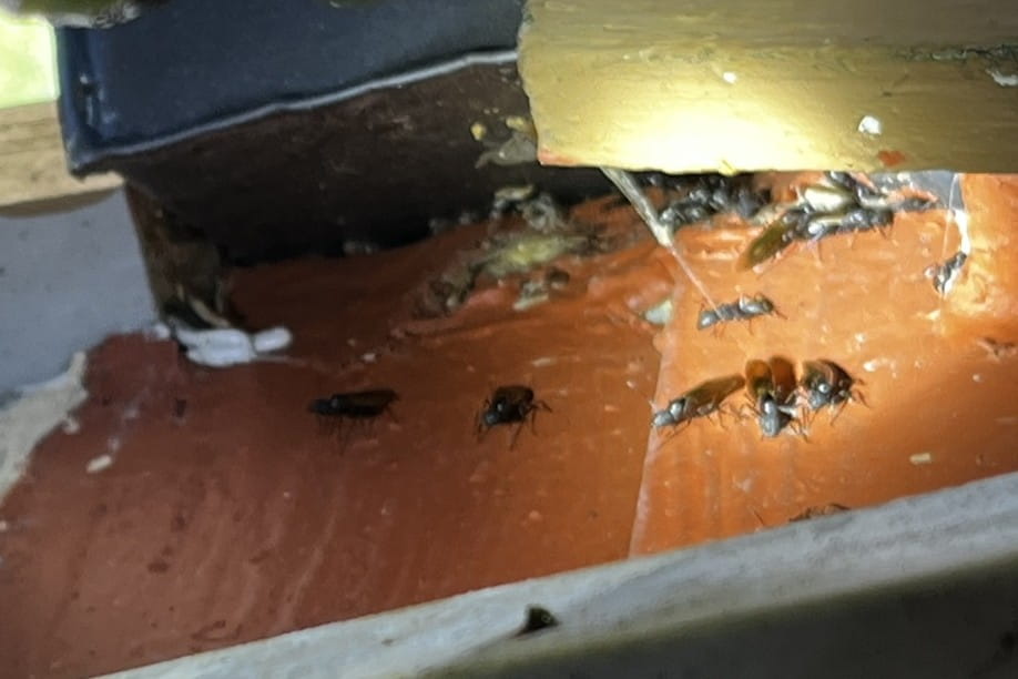 Winged carpenter ants gathered on exposed wood beneath painted trim.