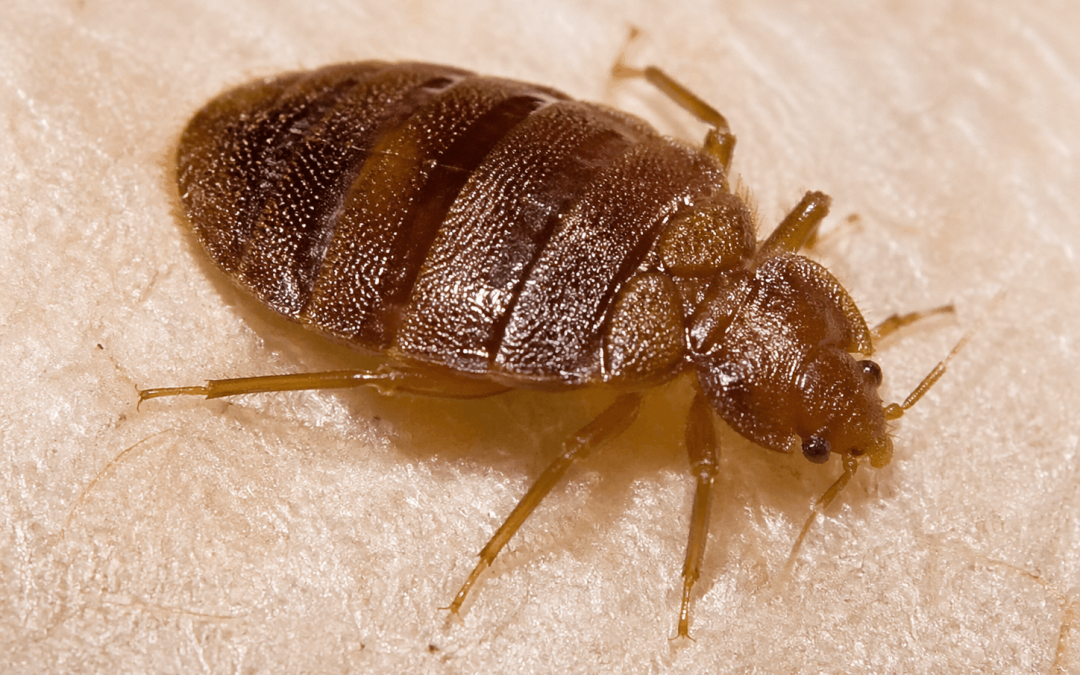 Close-up of a bed bug (Cimex lectularius) on a mattress surface
