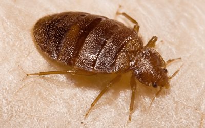 What Should I Expect from a Bed Bug Service?