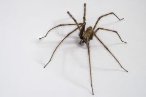 Top 6 Favorite Spiders in the Willamette Valley