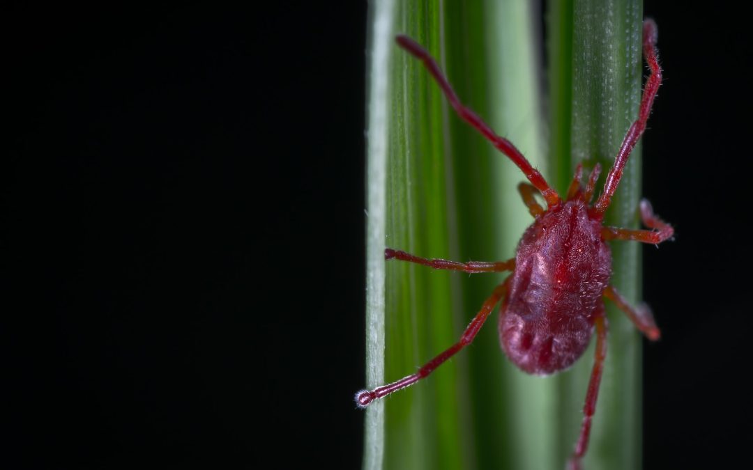 A close up of a clover mite